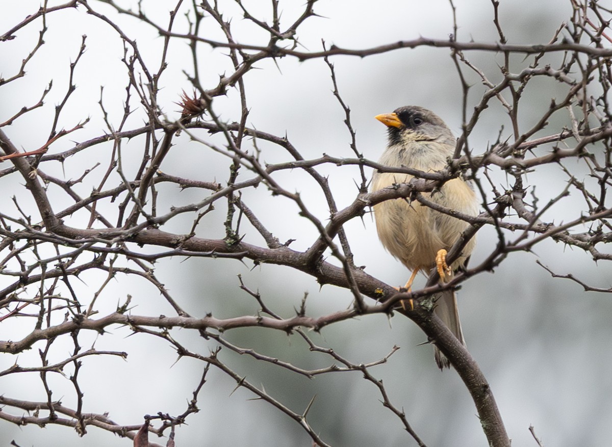 ノドグロインカシトド - ML646640128