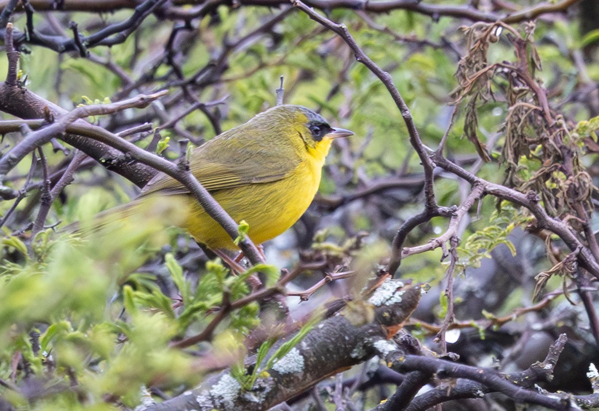 Black-lored Yellowthroat - ML646640129