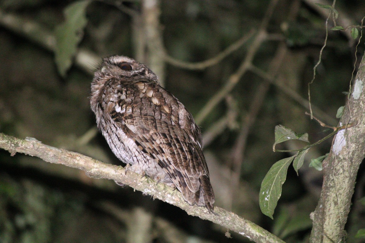 Black-capped Screech-Owl - ML646640131