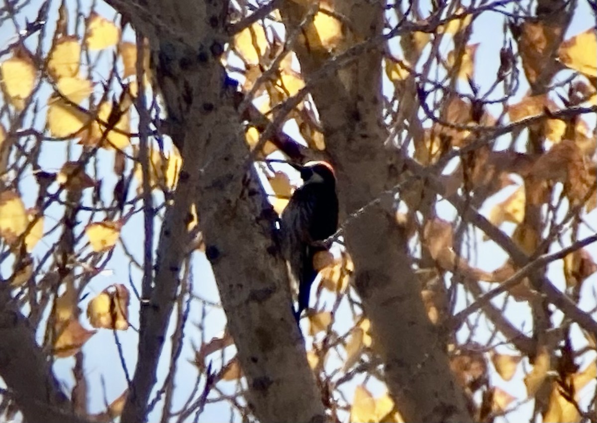 ドングリキツツキ - ML646640132