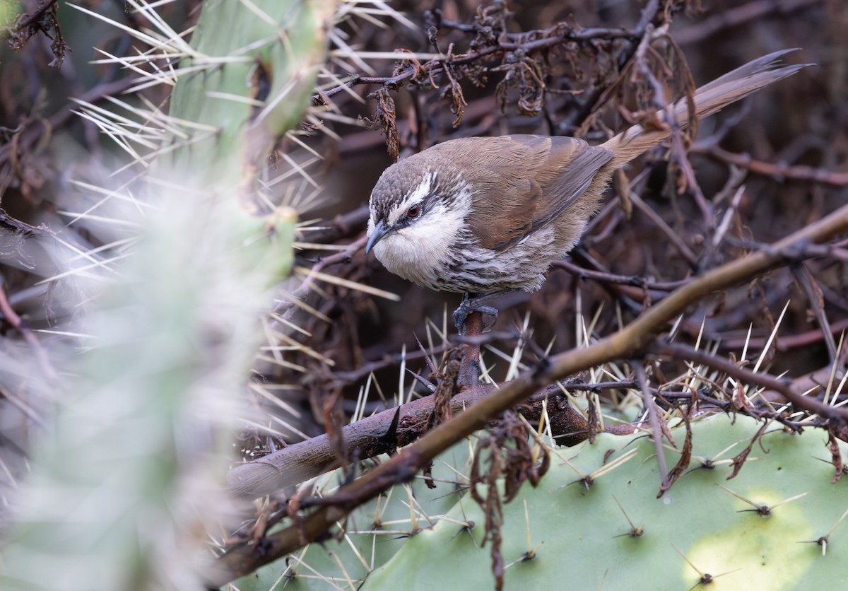 ペルーオオカマドドリ - ML646640133