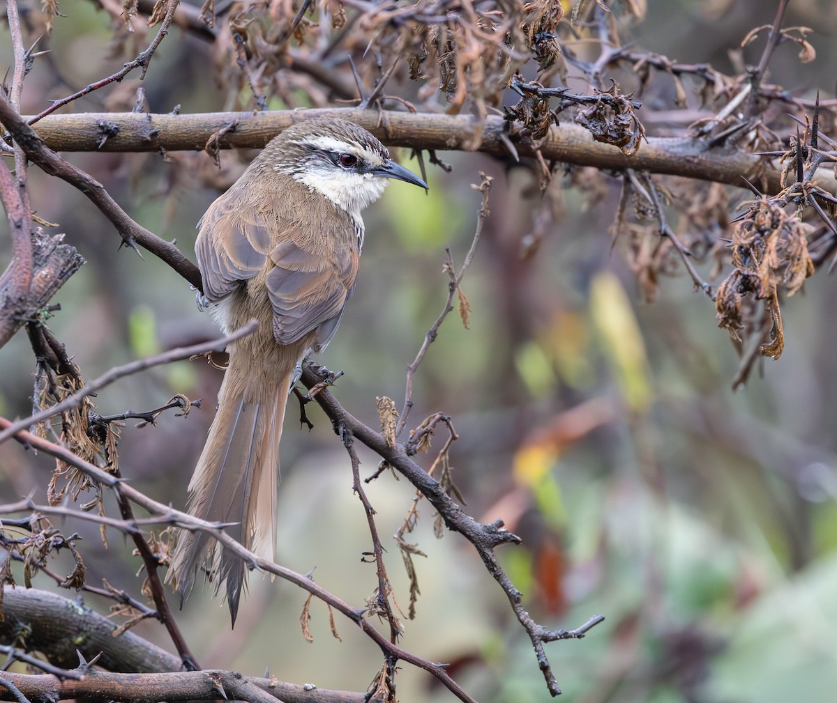 ペルーオオカマドドリ - ML646640134