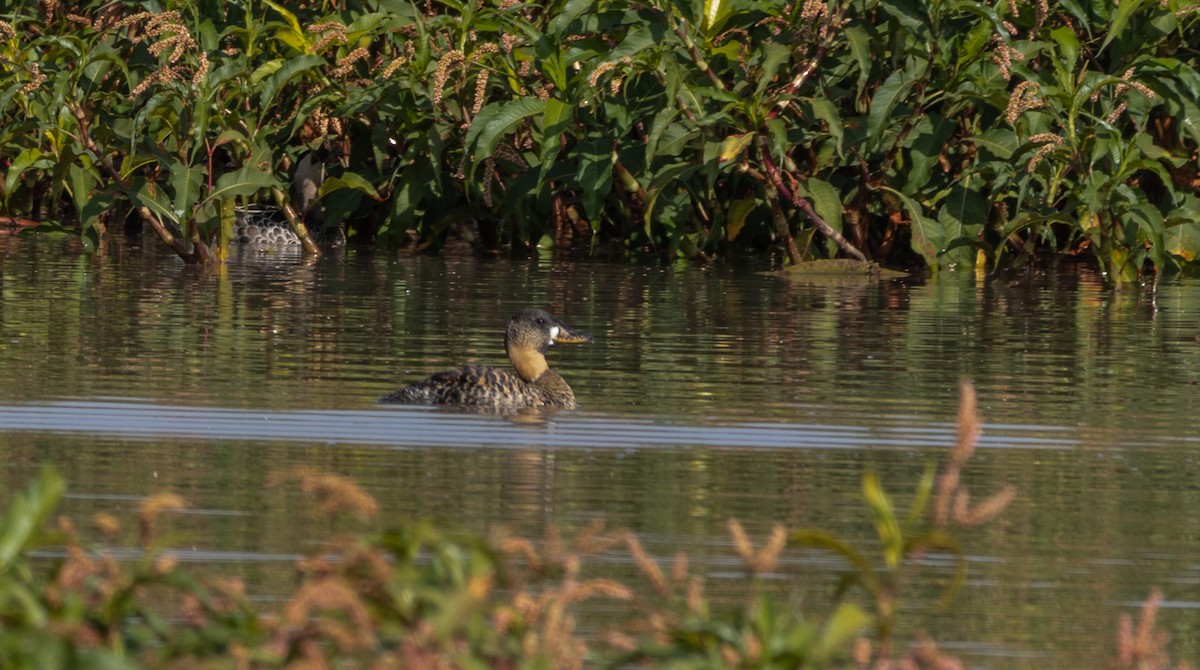 White-backed Duck - ML646640135