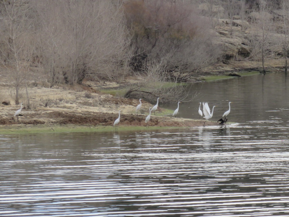 大白鷺 - ML646640136