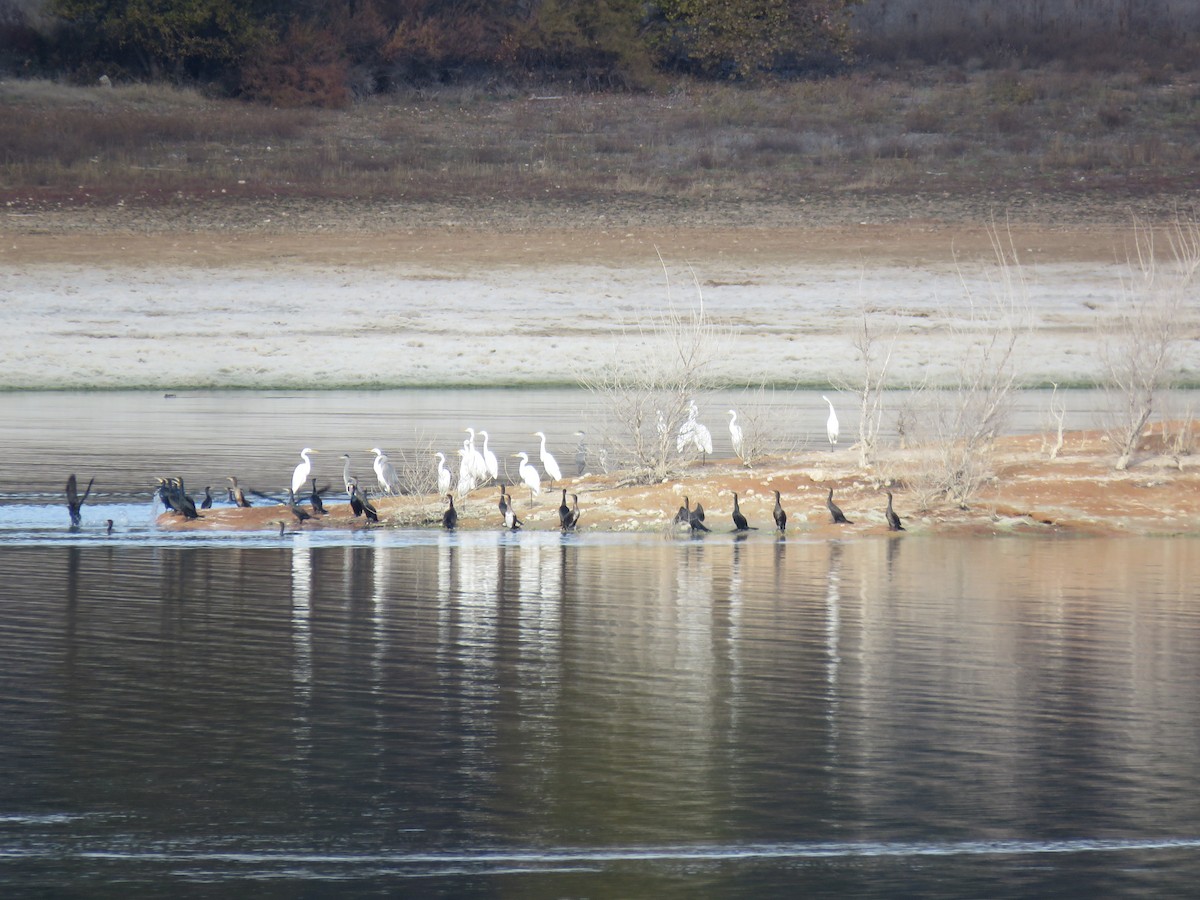 大白鷺 - ML646640137