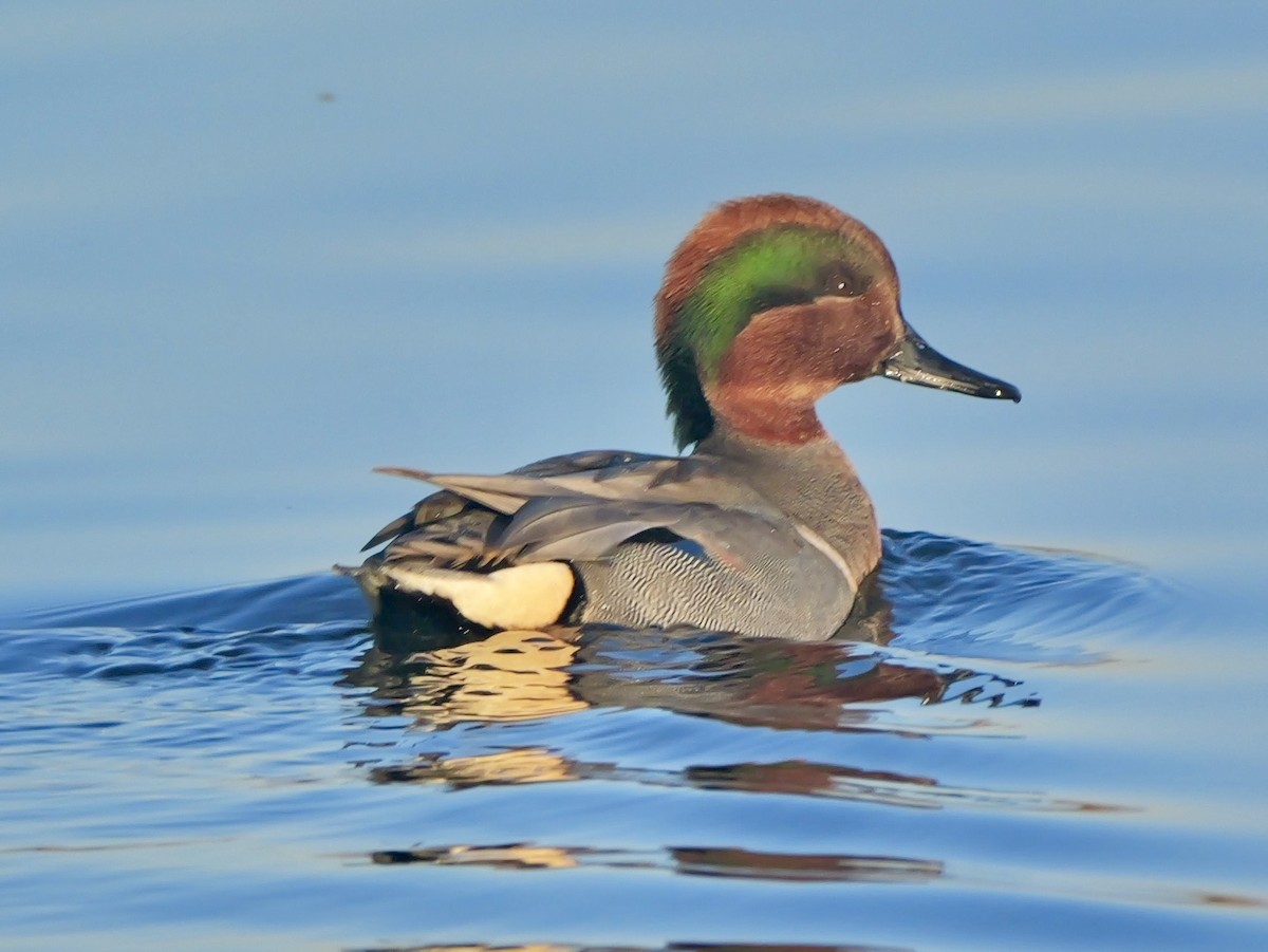 Cerceta Común - ML646640138