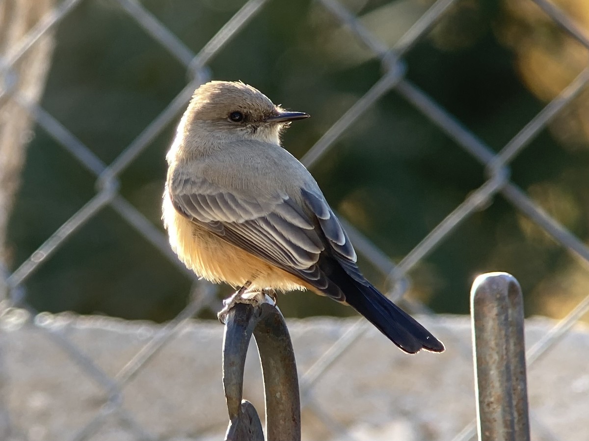 チャイロツキヒメハエトリ - ML646640139