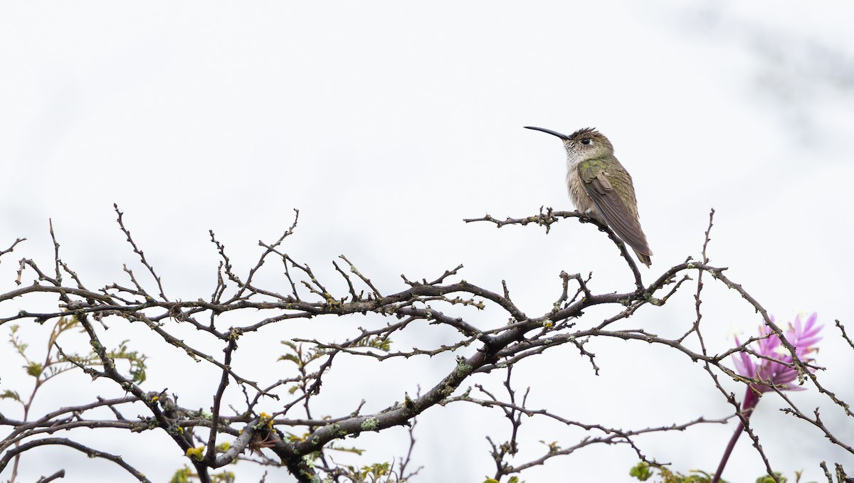 ホシノドミズベハチドリ - ML646640140