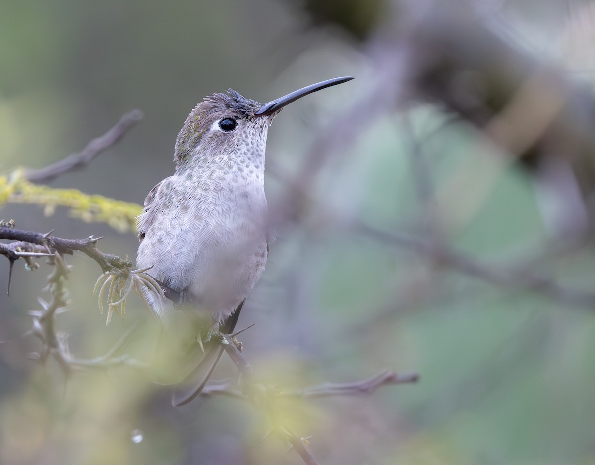 ホシノドミズベハチドリ - ML646640141