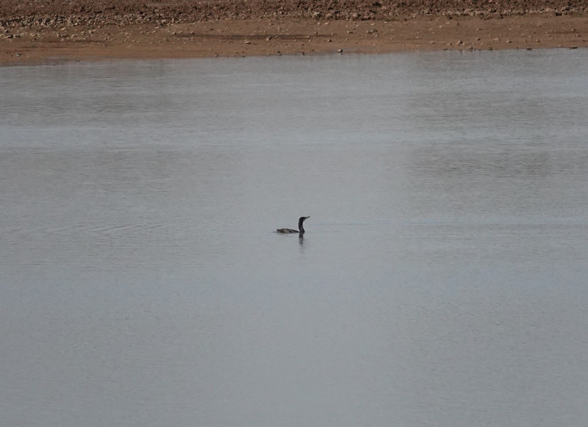 Большой баклан - ML646640143