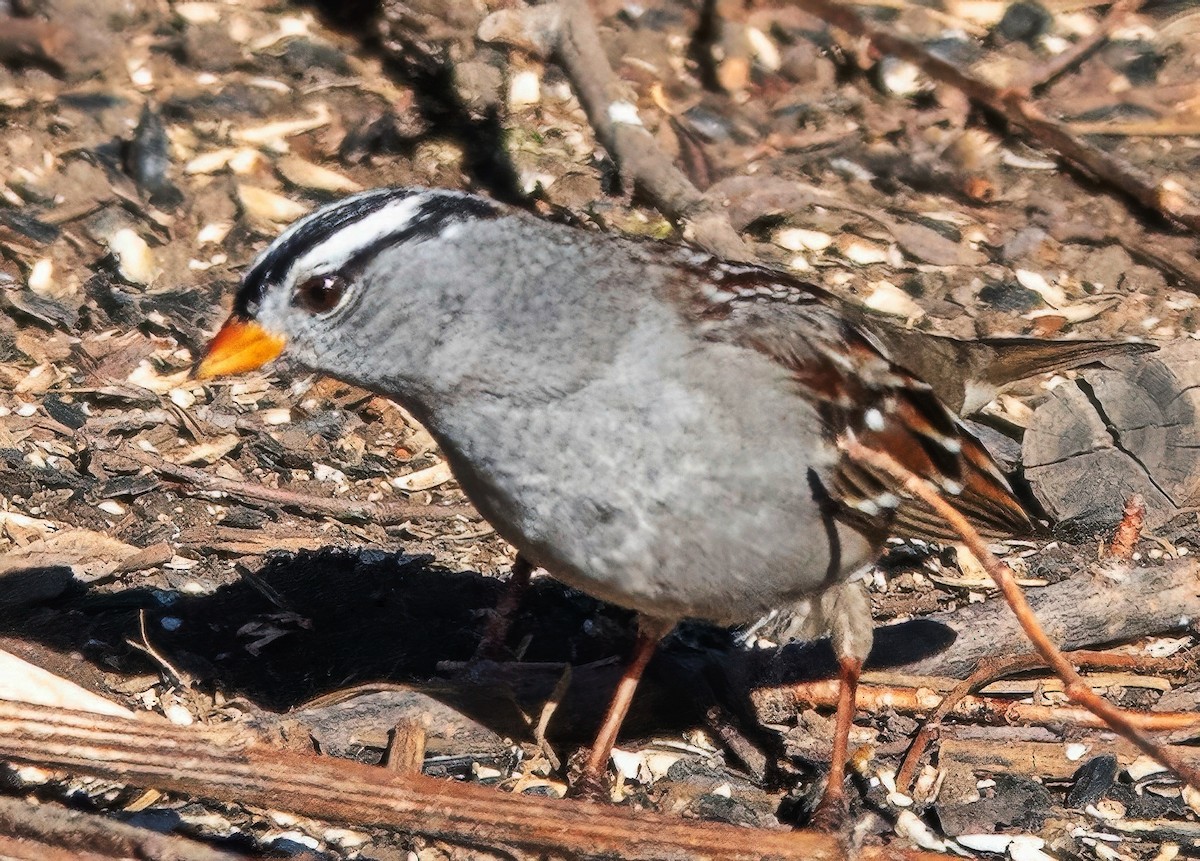 strnadec bělopásý - ML646640144