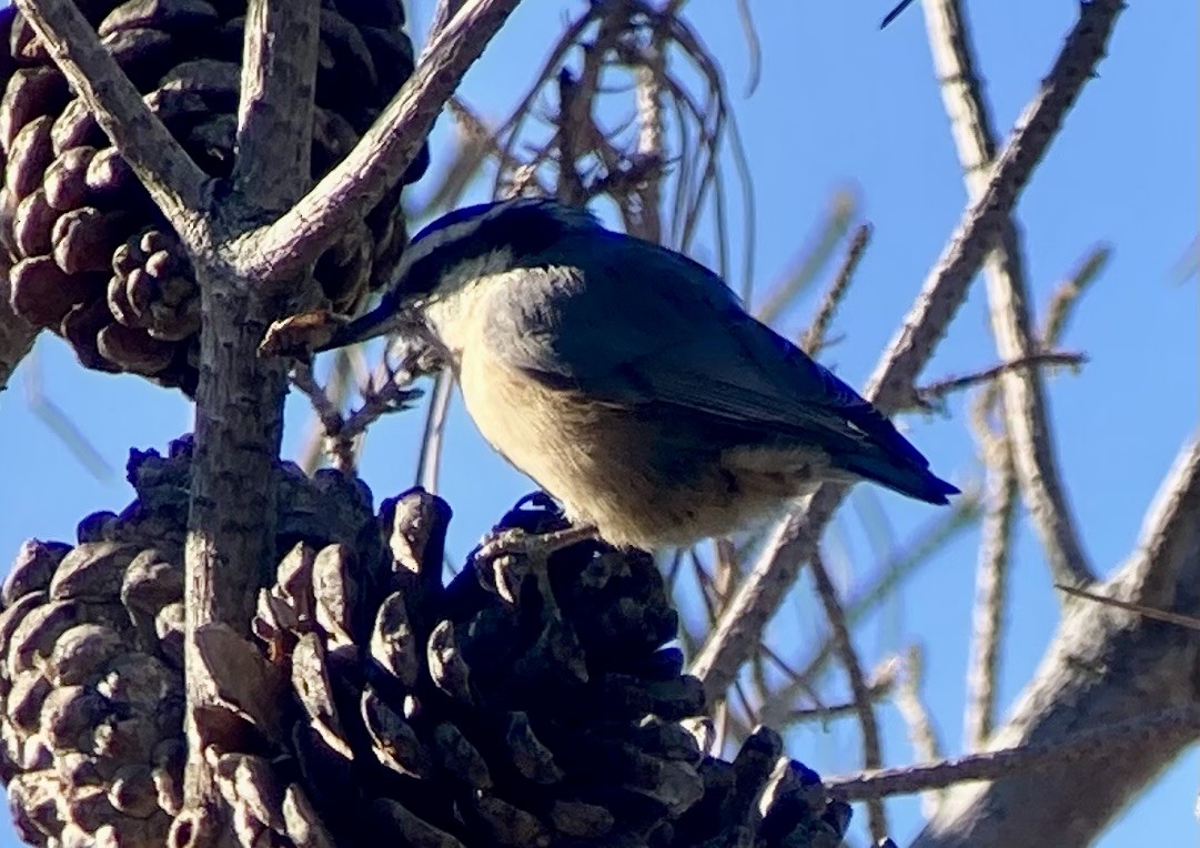 ムネアカゴジュウカラ - ML646640148