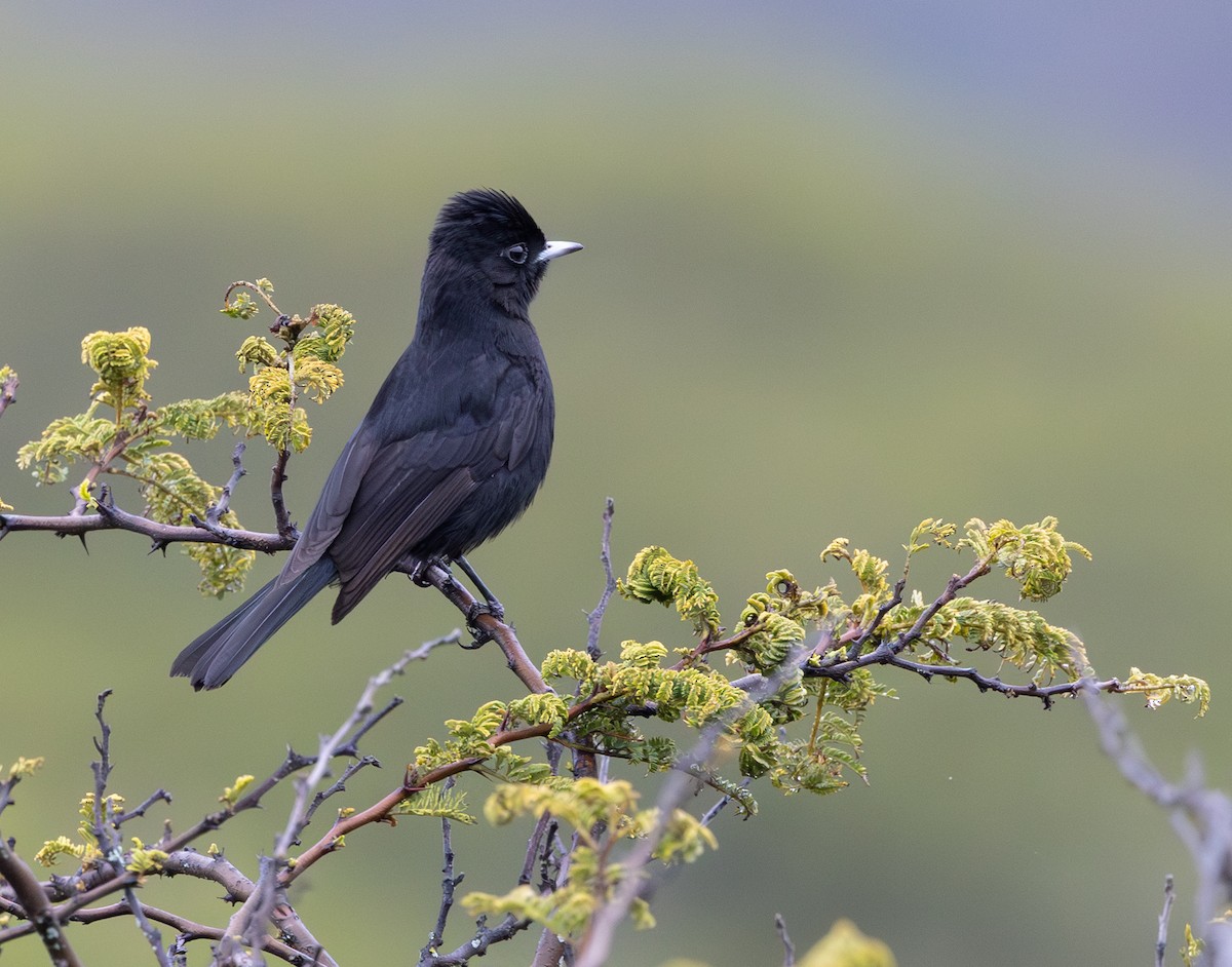 ハジロクロタイランチョウ - ML646640149