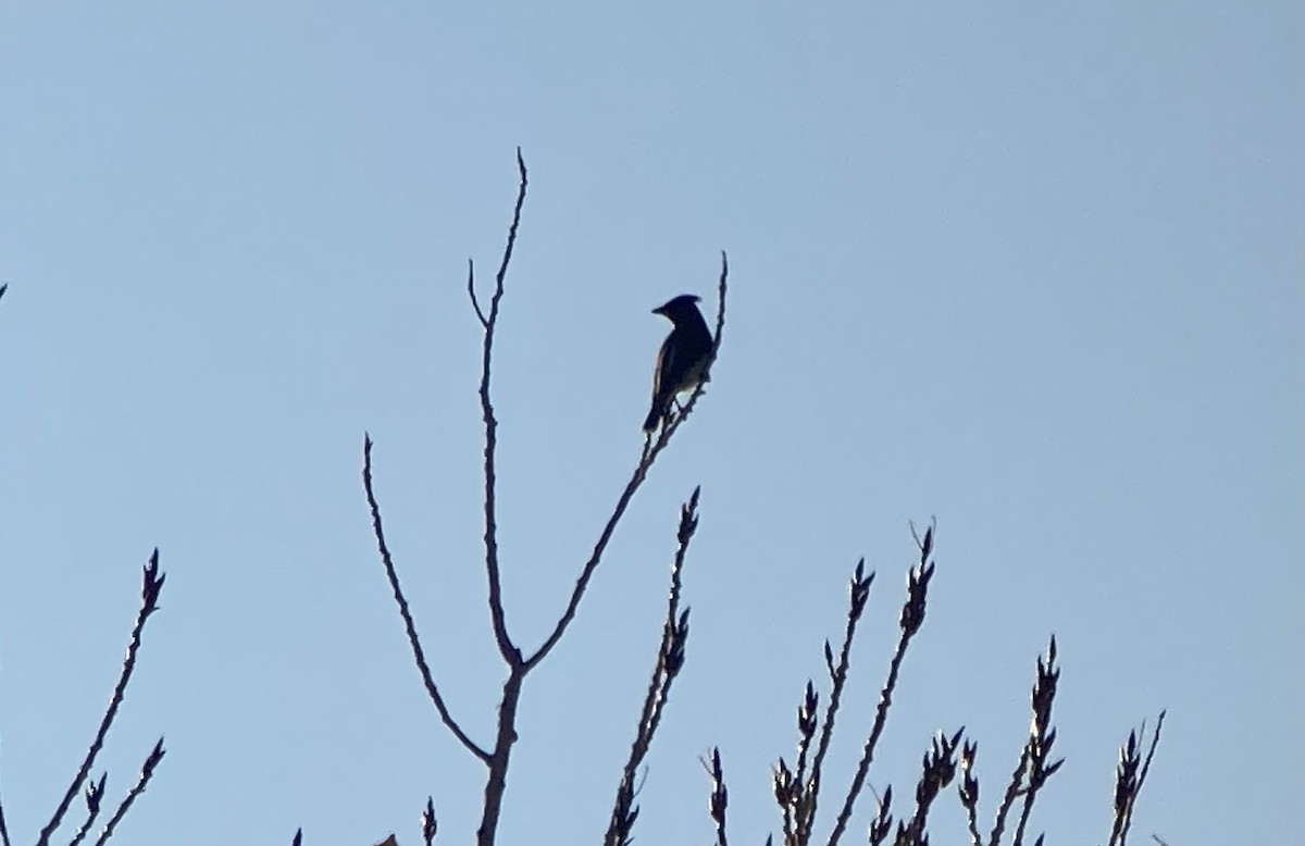 ヒメレンジャク - ML646640150