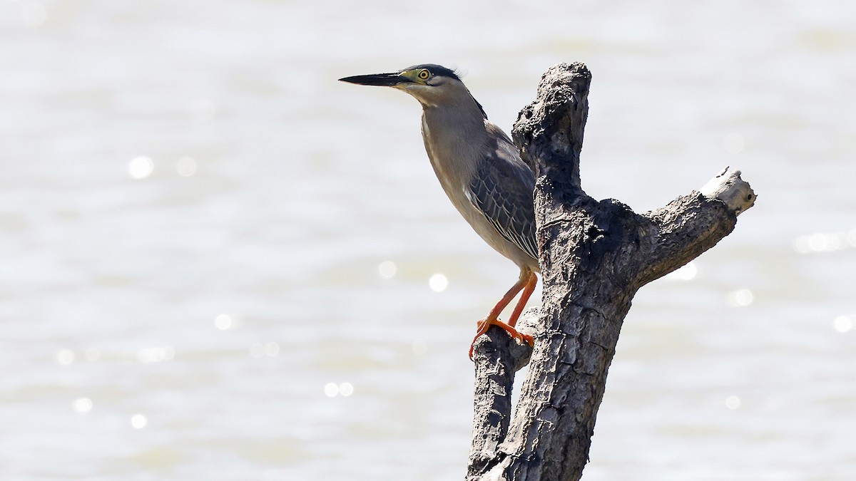 Airone striato - ML646640152