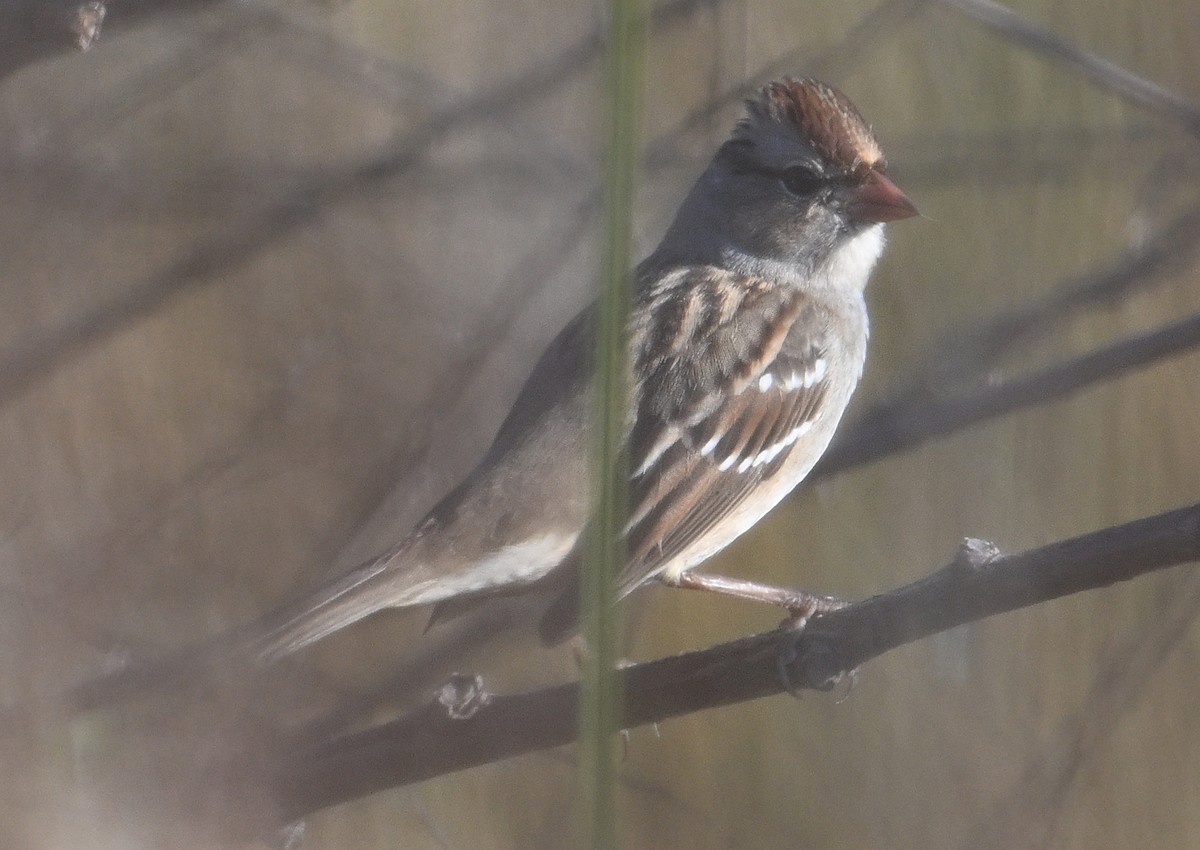 strnadec bělopásý - ML646640153