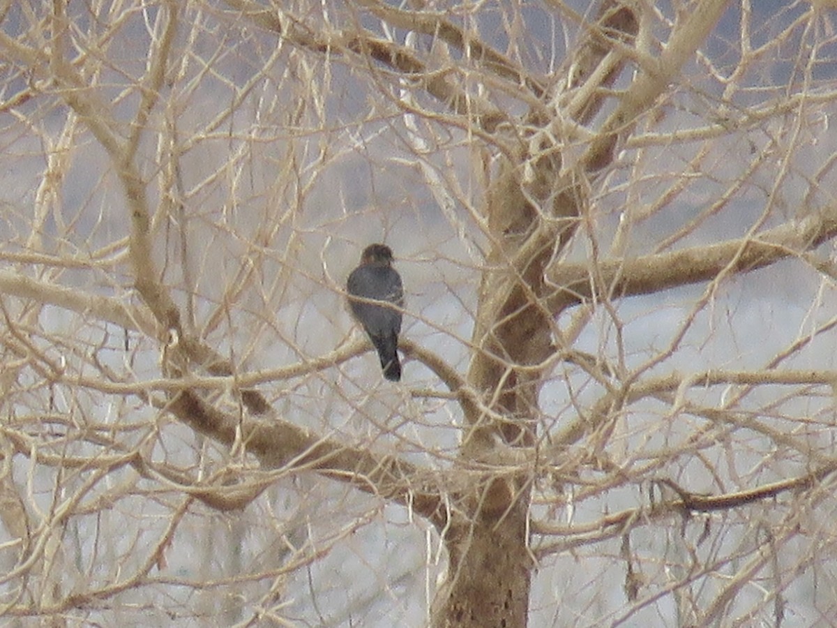 灰背隼 - ML646640154