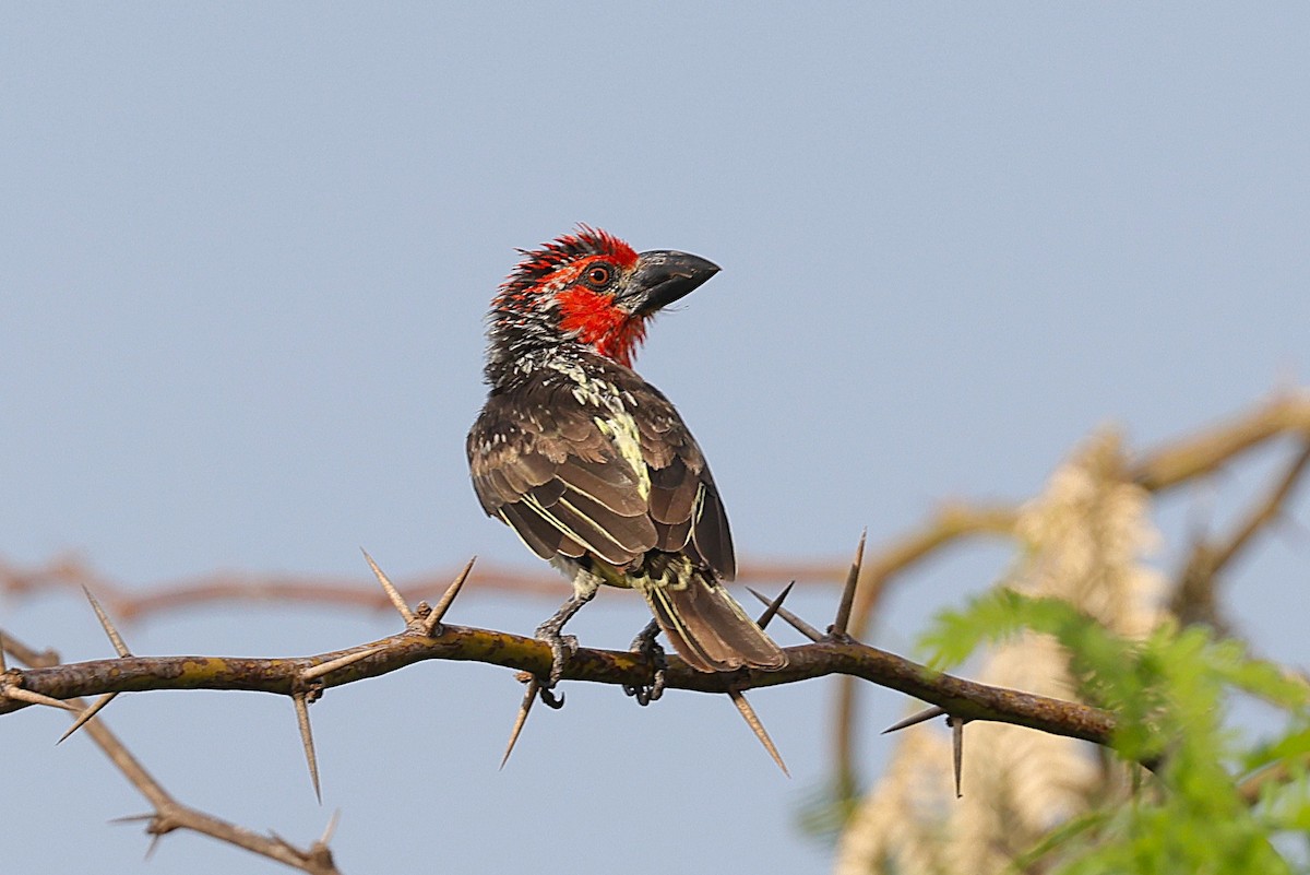Barbudo Sangrante - ML646640155