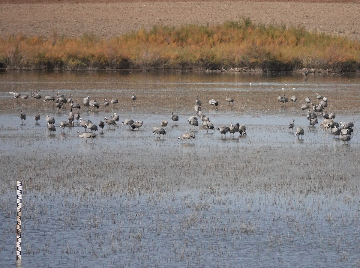 Серый журавль - ML646640156