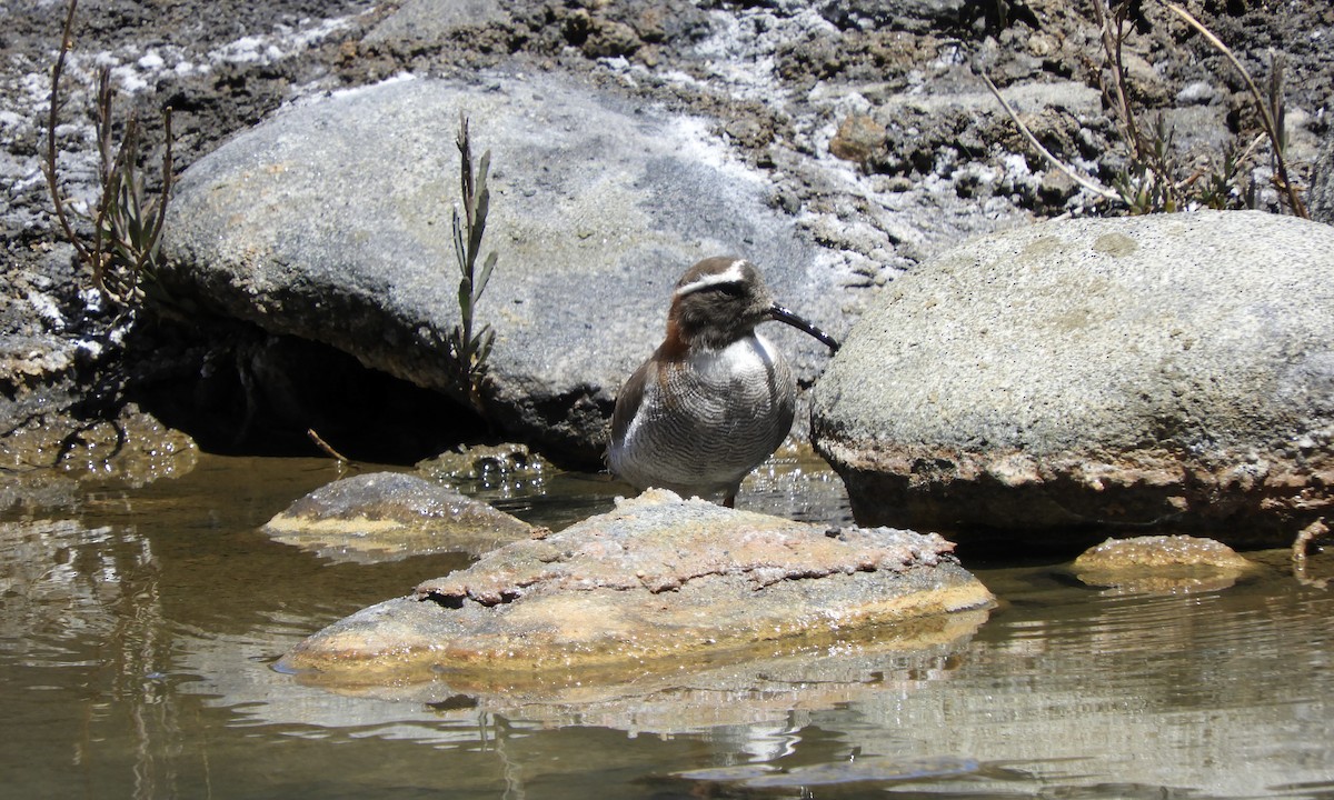 štěrkovníček andský - ML646640157