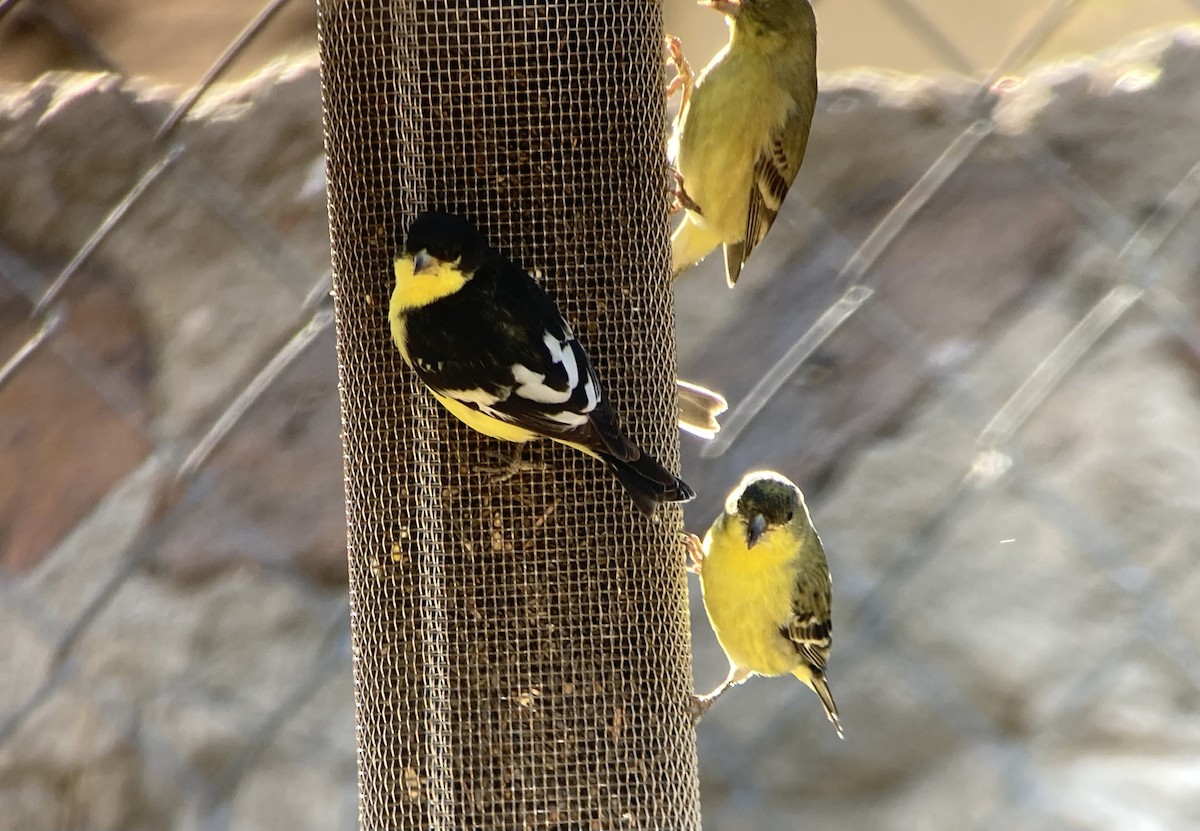 ヒメキンヒワ - ML646640158