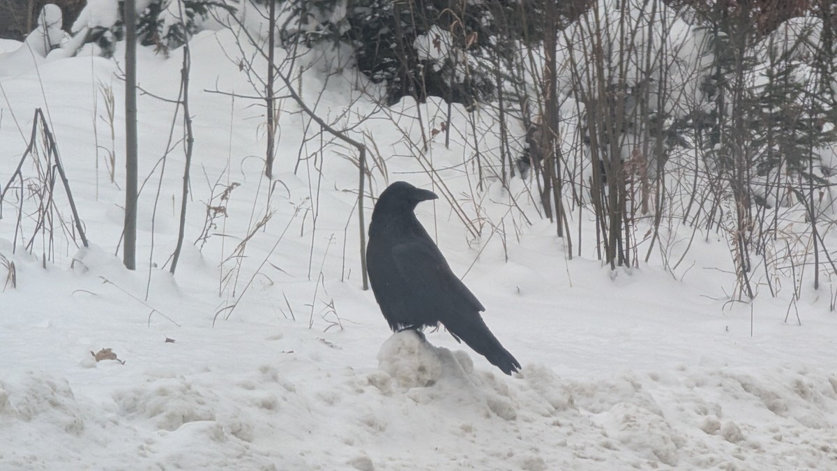 Common Raven - ML646640159