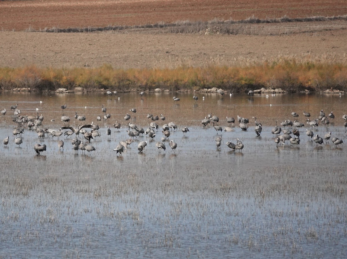 Серый журавль - ML646640160