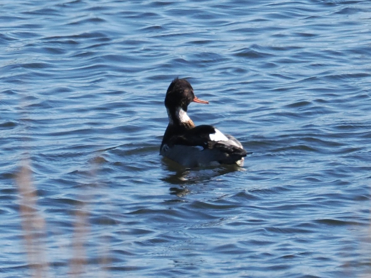 Red-breasted Merganser - ML646640162