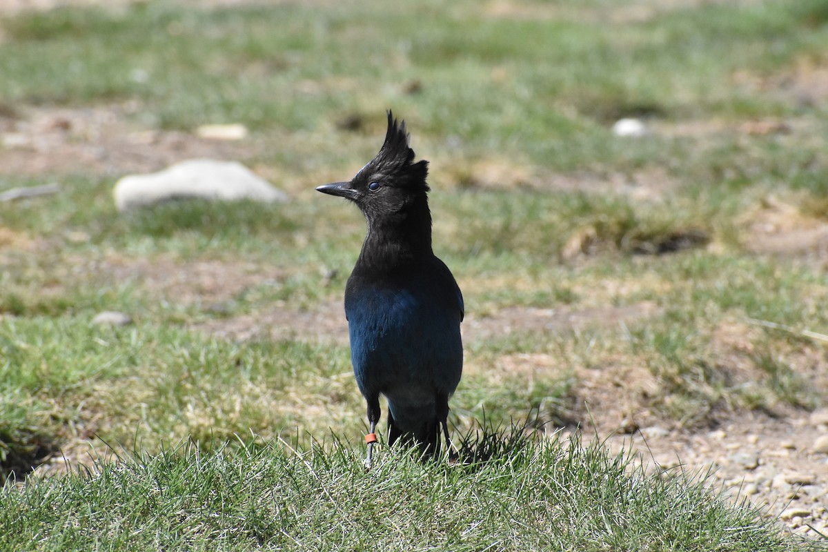 Steller's Jay (Coastal) - ML646640163