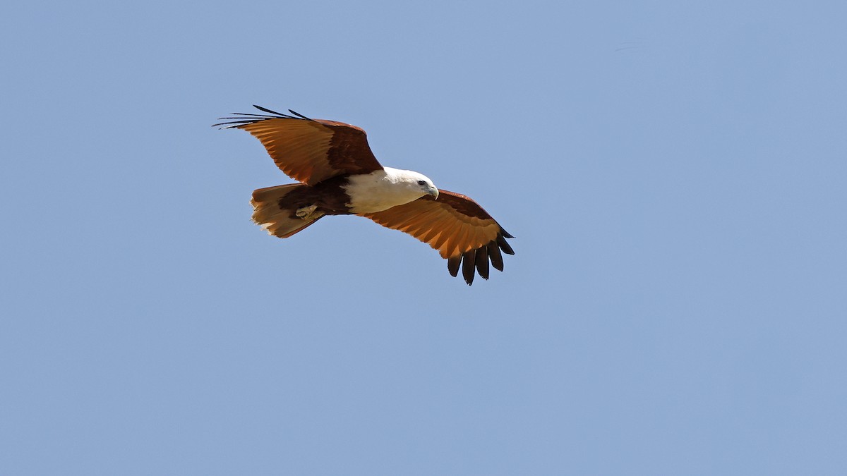 Brahminy Kite - ML646640164