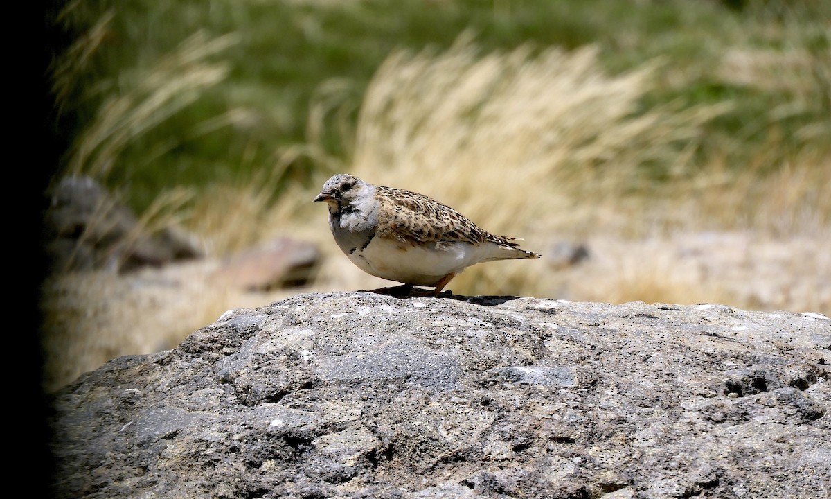 písečník šedoprsý - ML646640165