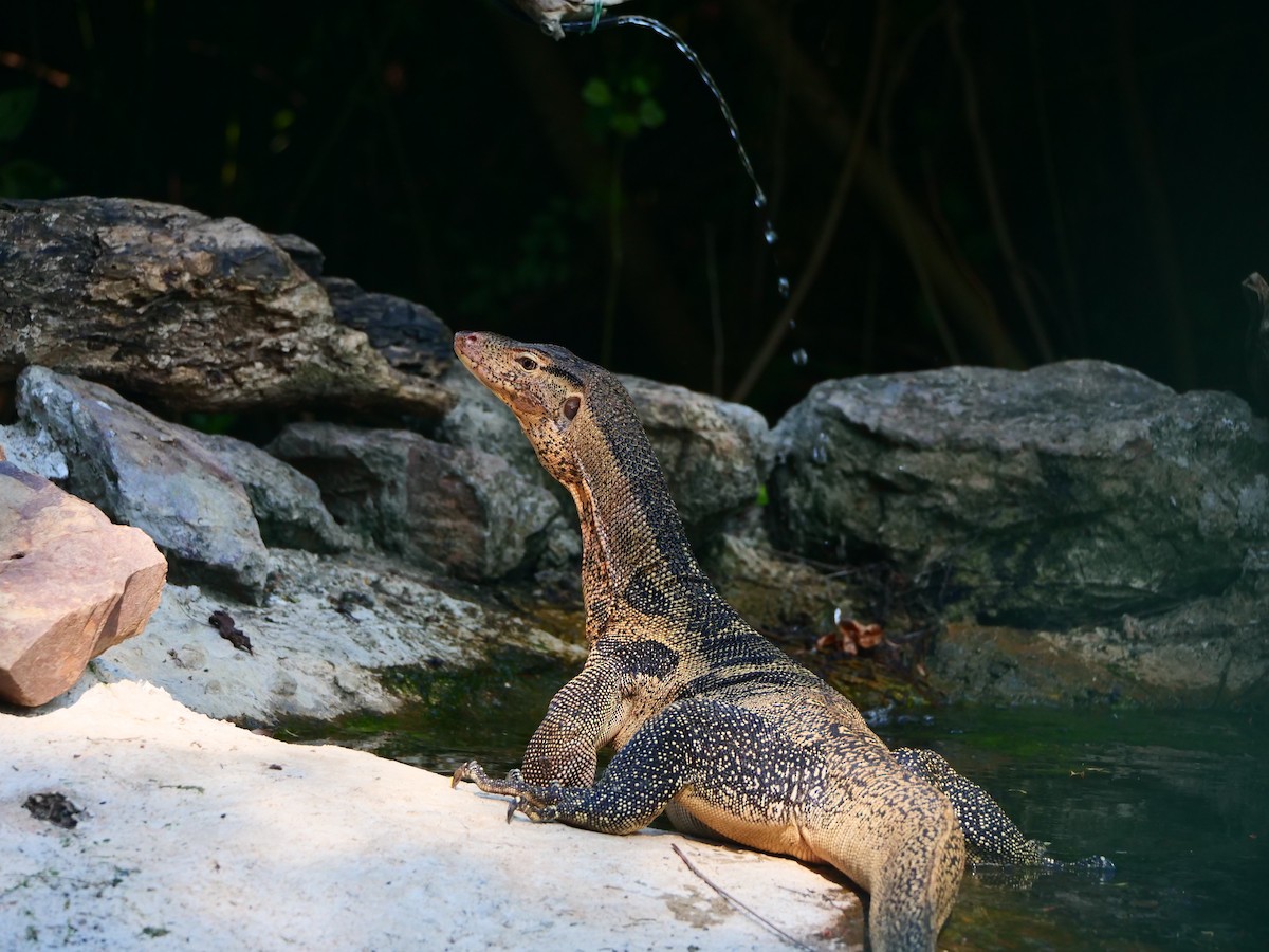 Varan malais - ML646640166