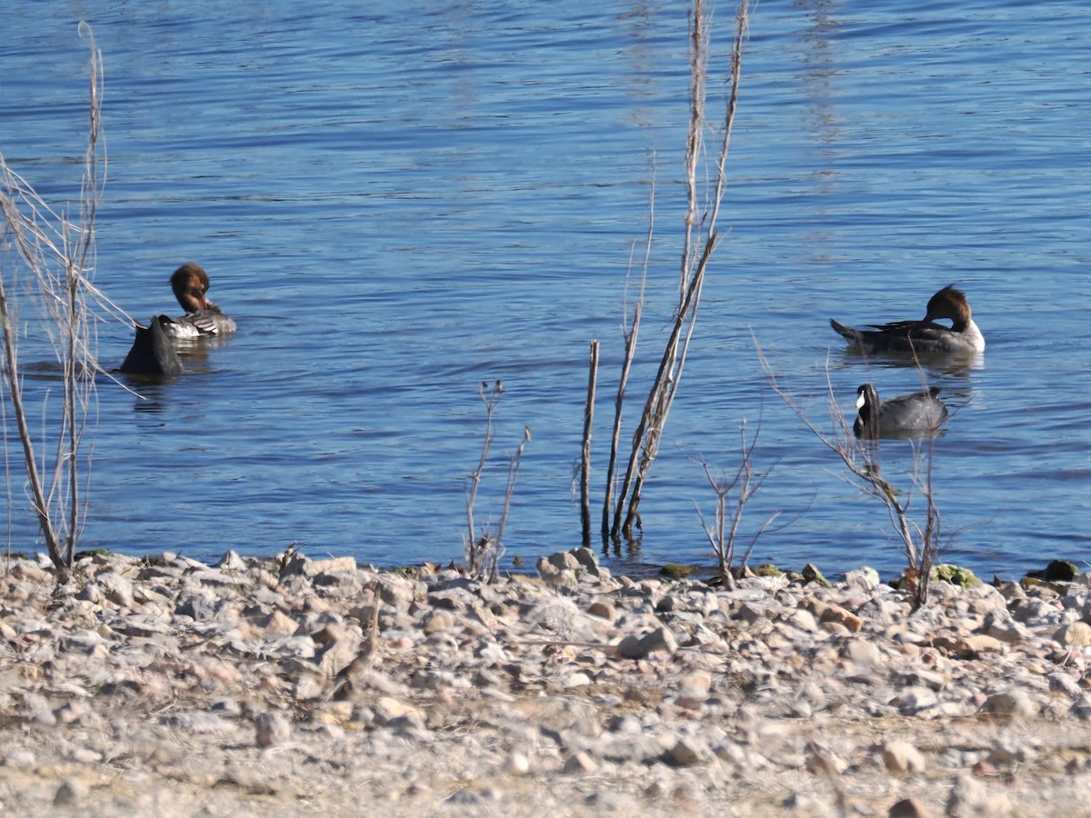Red-breasted Merganser - ML646640167