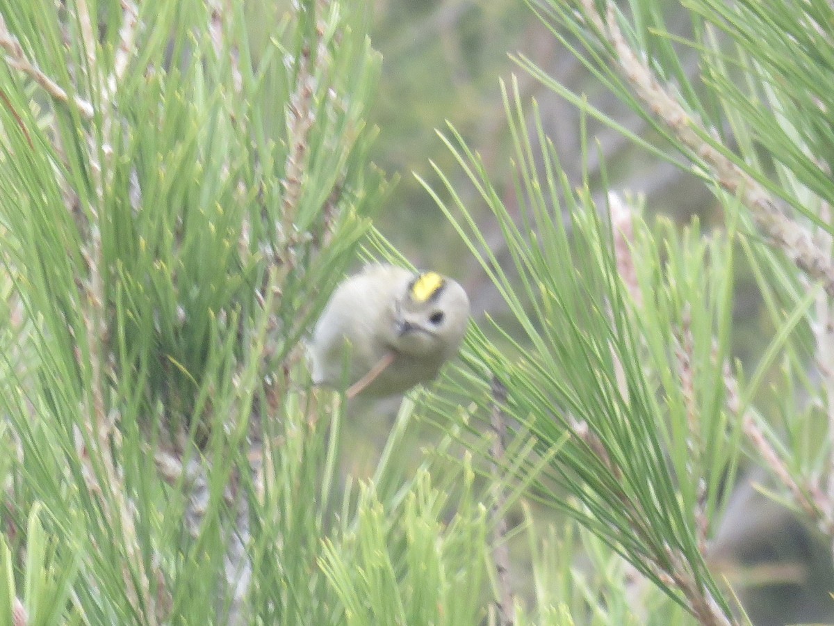 戴菊鳥 - ML646640168