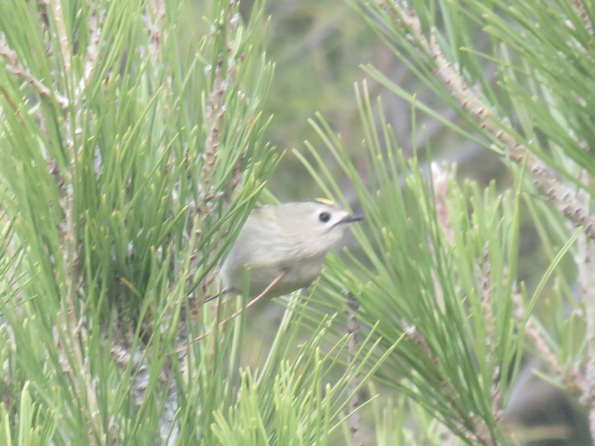 戴菊鳥 - ML646640169