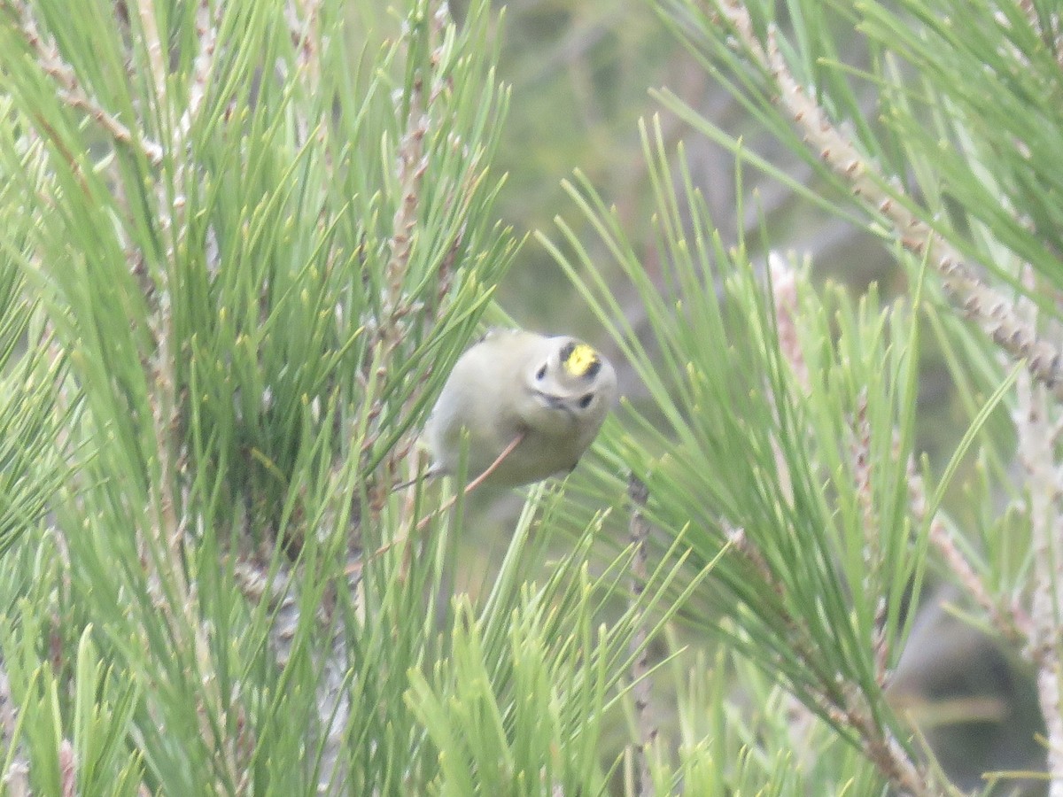 戴菊鳥 - ML646640170