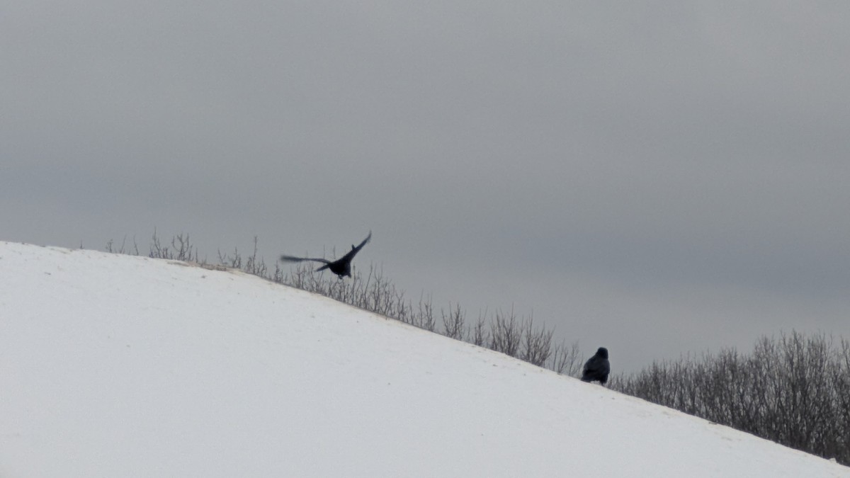 Common Raven - ML646640174