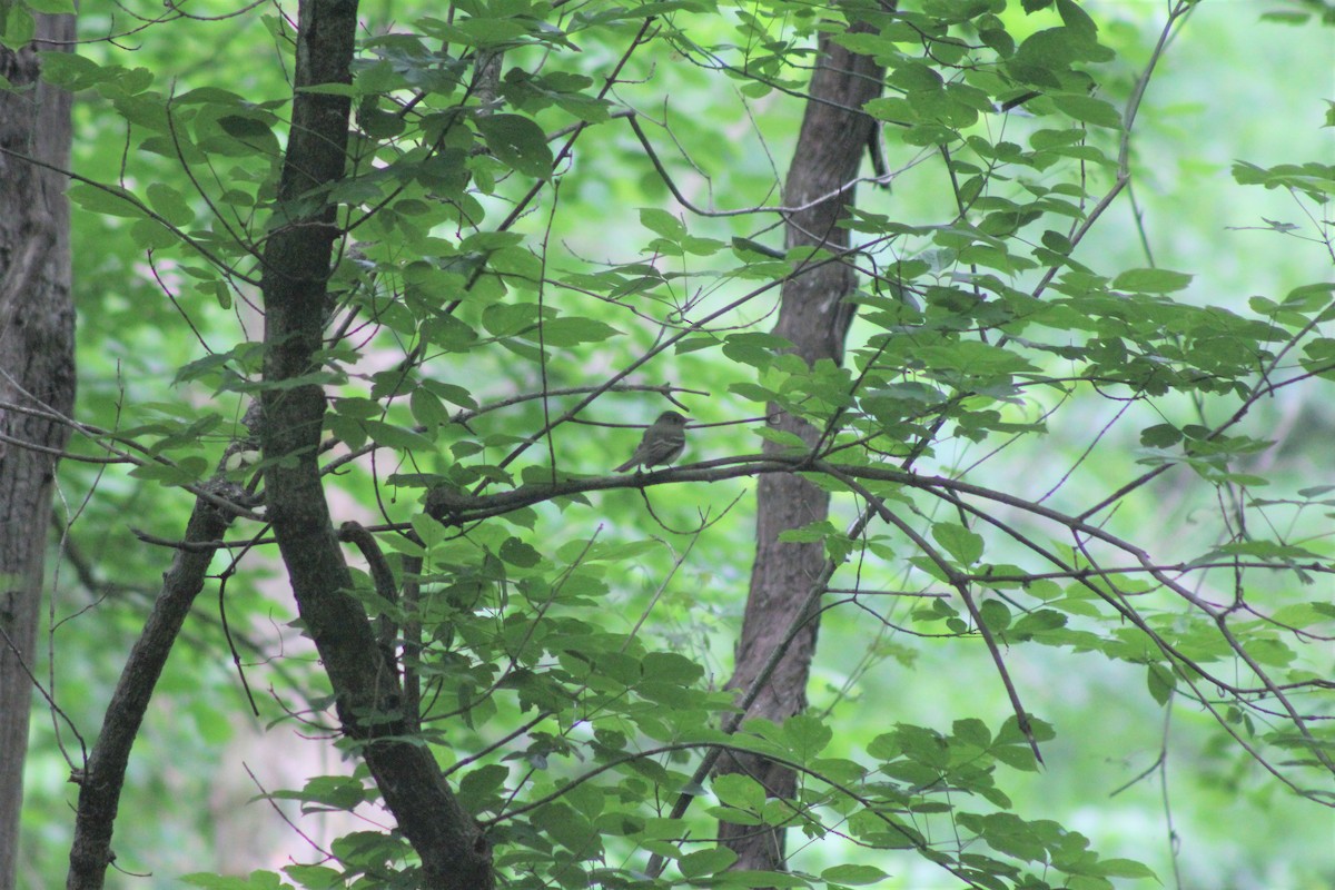 Acadian Flycatcher - ML646640178