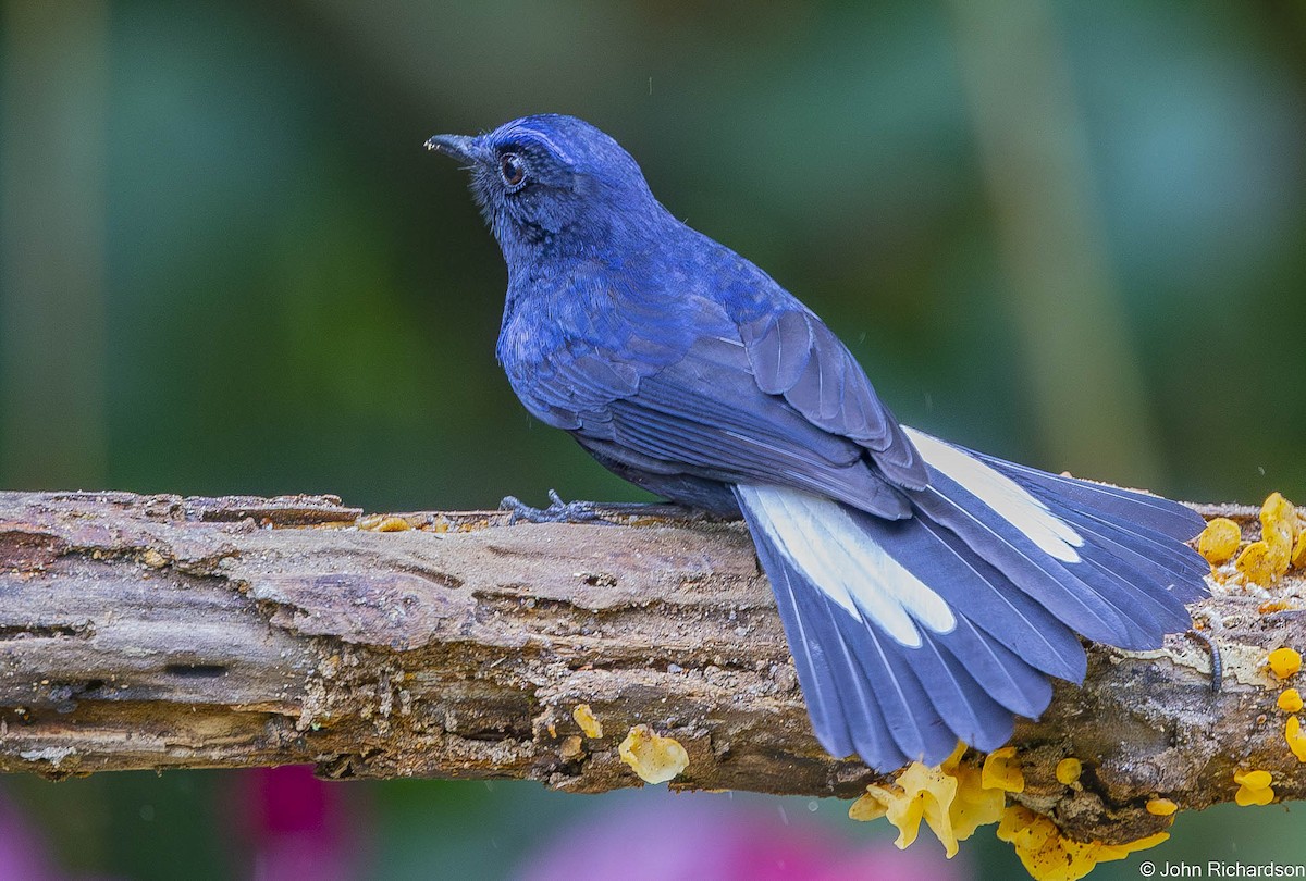 White-tailed Robin - ML646640179