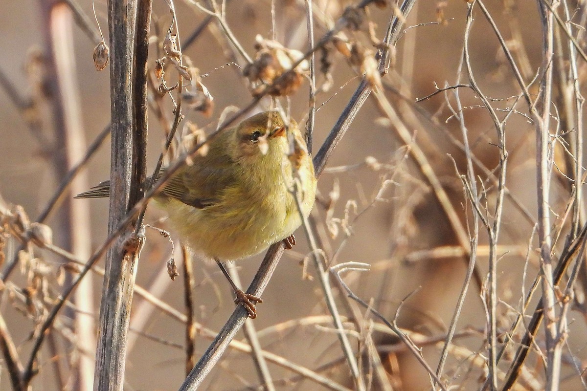 עלווית חורף - ML646640180