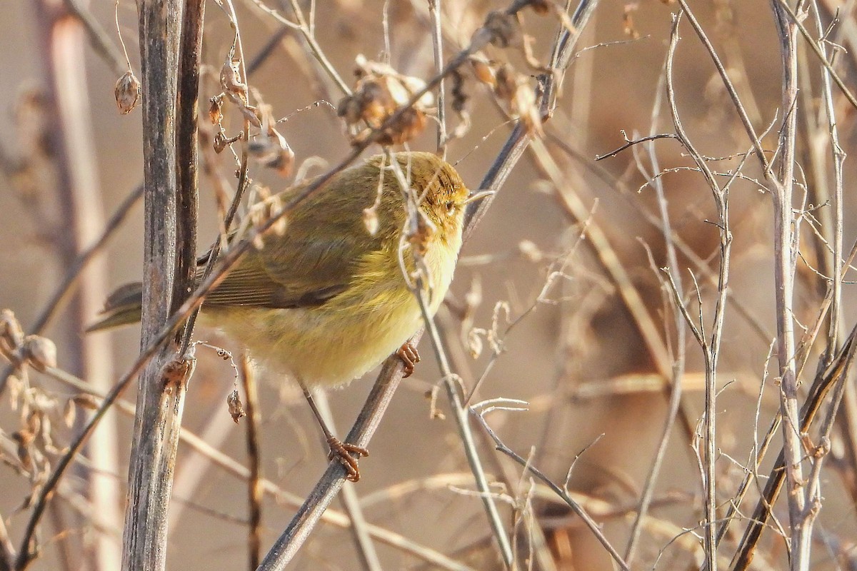 עלווית חורף - ML646640181