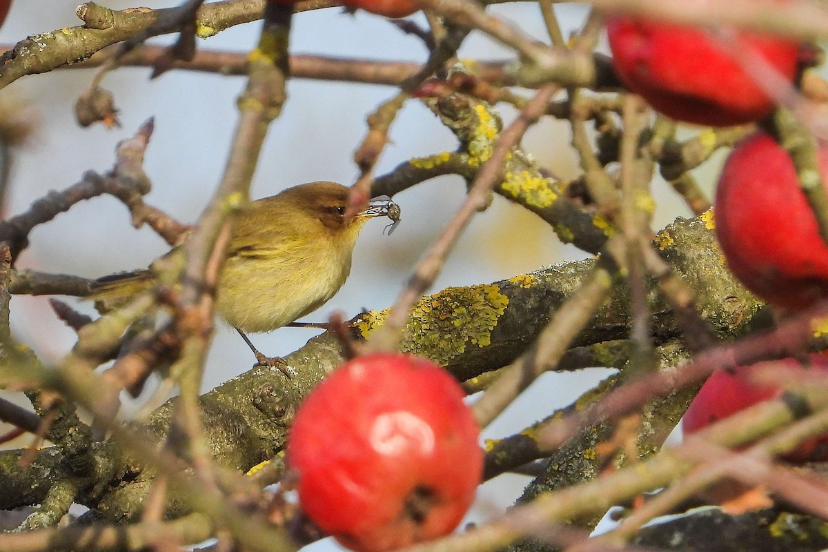 עלווית חורף - ML646640182