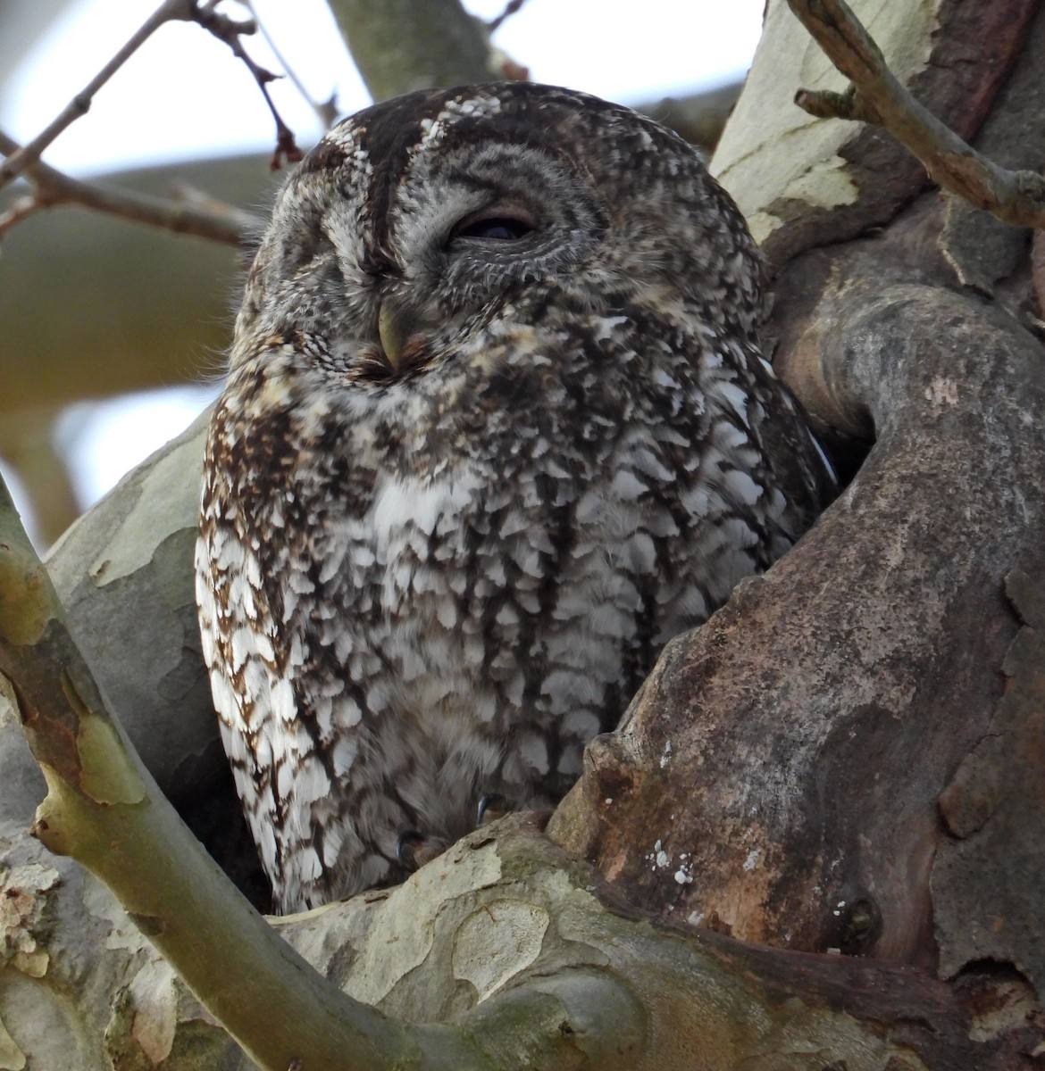 Chouette hulotte - ML646640186