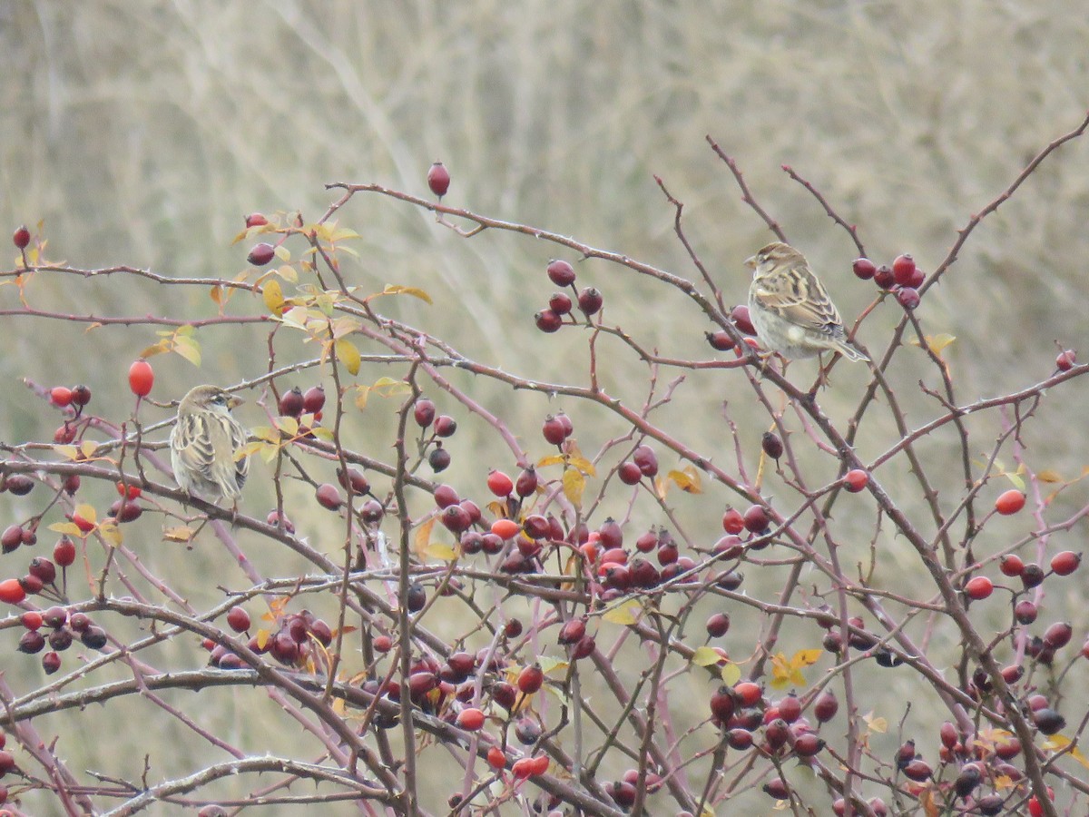 Spanish Sparrow - ML646640187