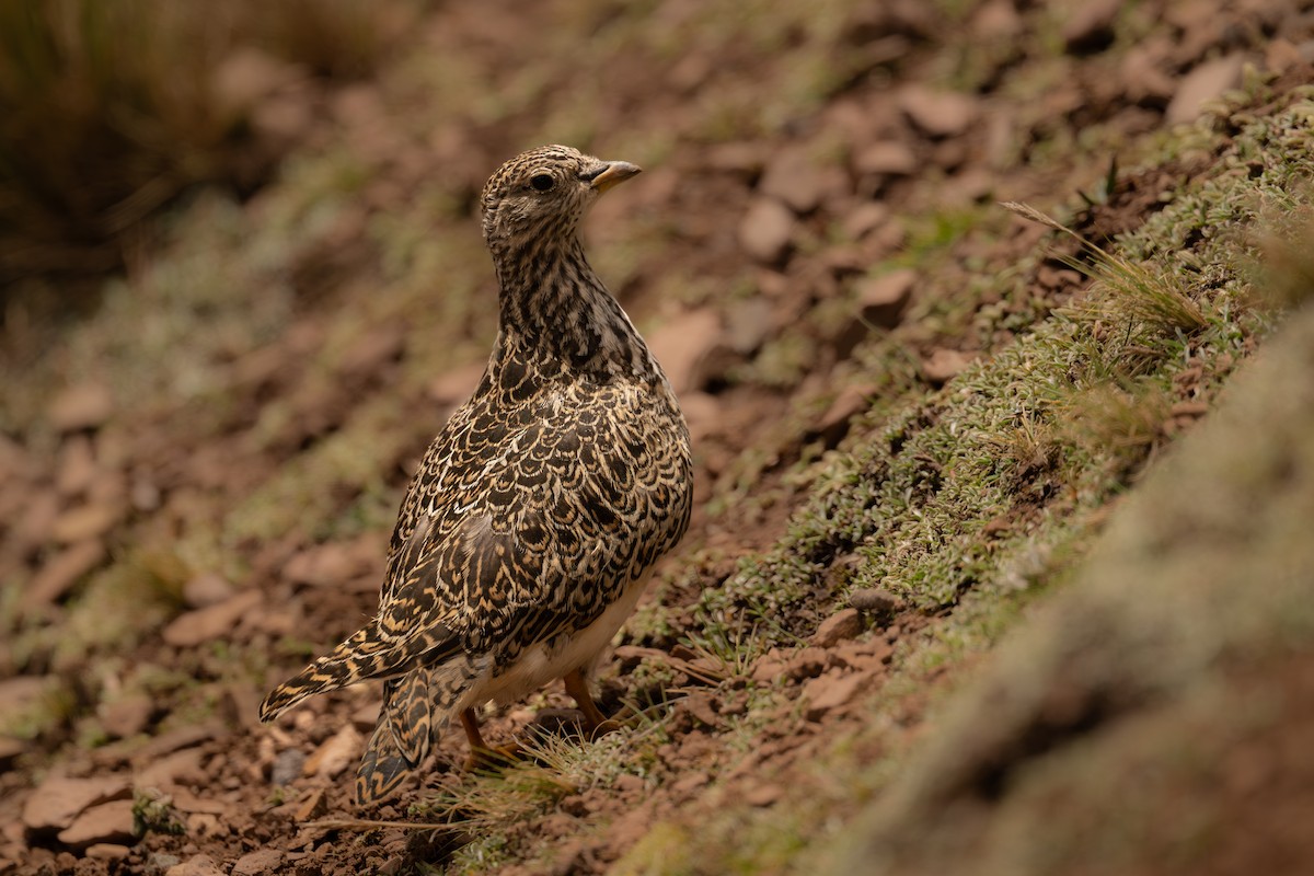 Gray-breasted Seedsnipe - ML646640188