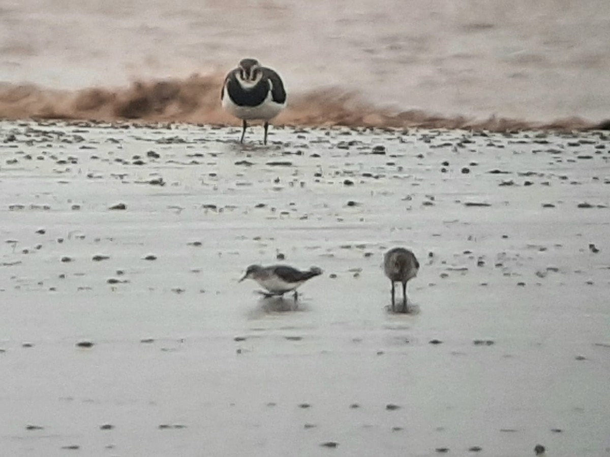 小濱鷸 - ML646640197