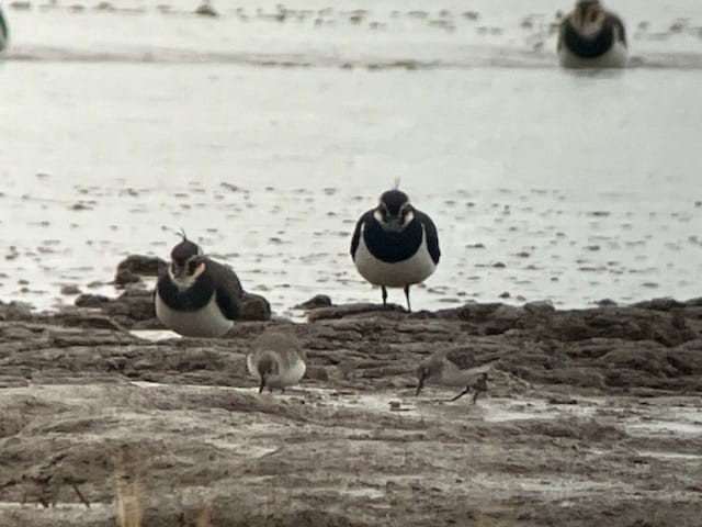 小濱鷸 - ML646640198