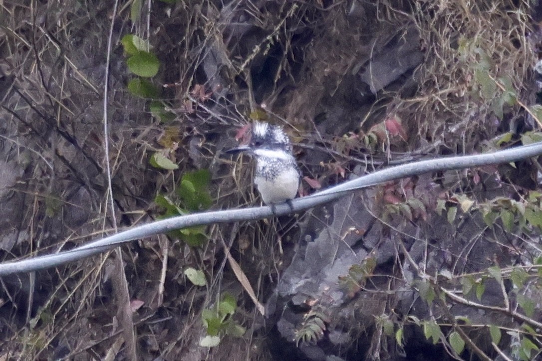 Crested Kingfisher - ML646640201