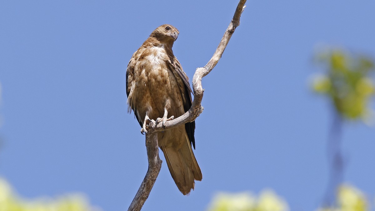 Whistling Kite - ML646640203