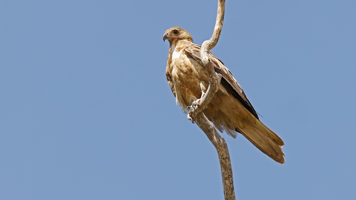 Whistling Kite - ML646640204